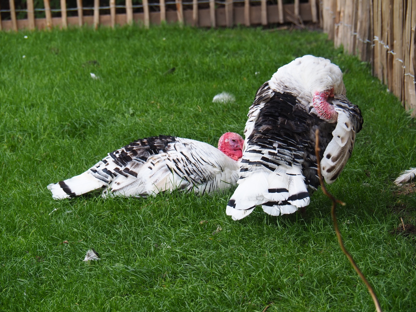 Ronquières turkeys (Meleagris gallopavo f. domesticus)
