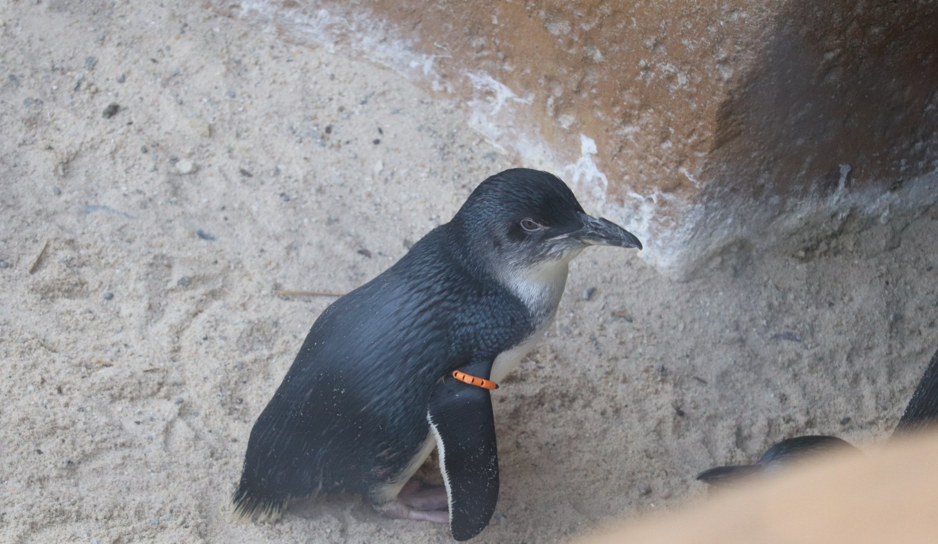 Roo Valley - Little Blue Penguin