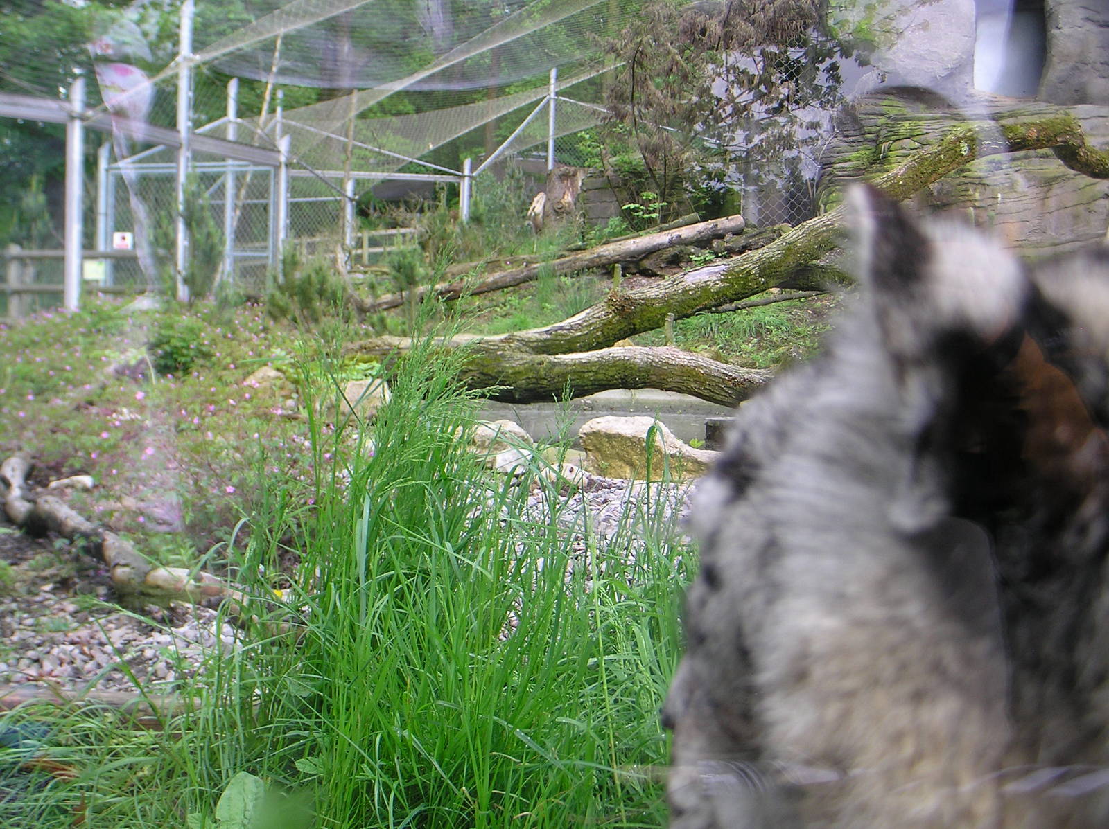 Roof of the World from a Snow Leopards POV
