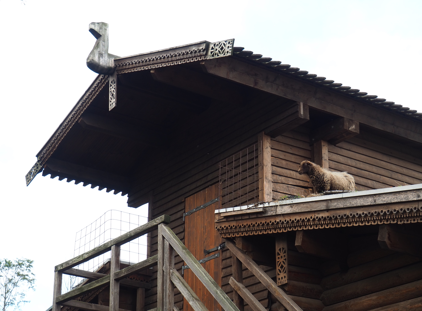 Roof on the backside of the train hangar - With sheep, 2019-10-04