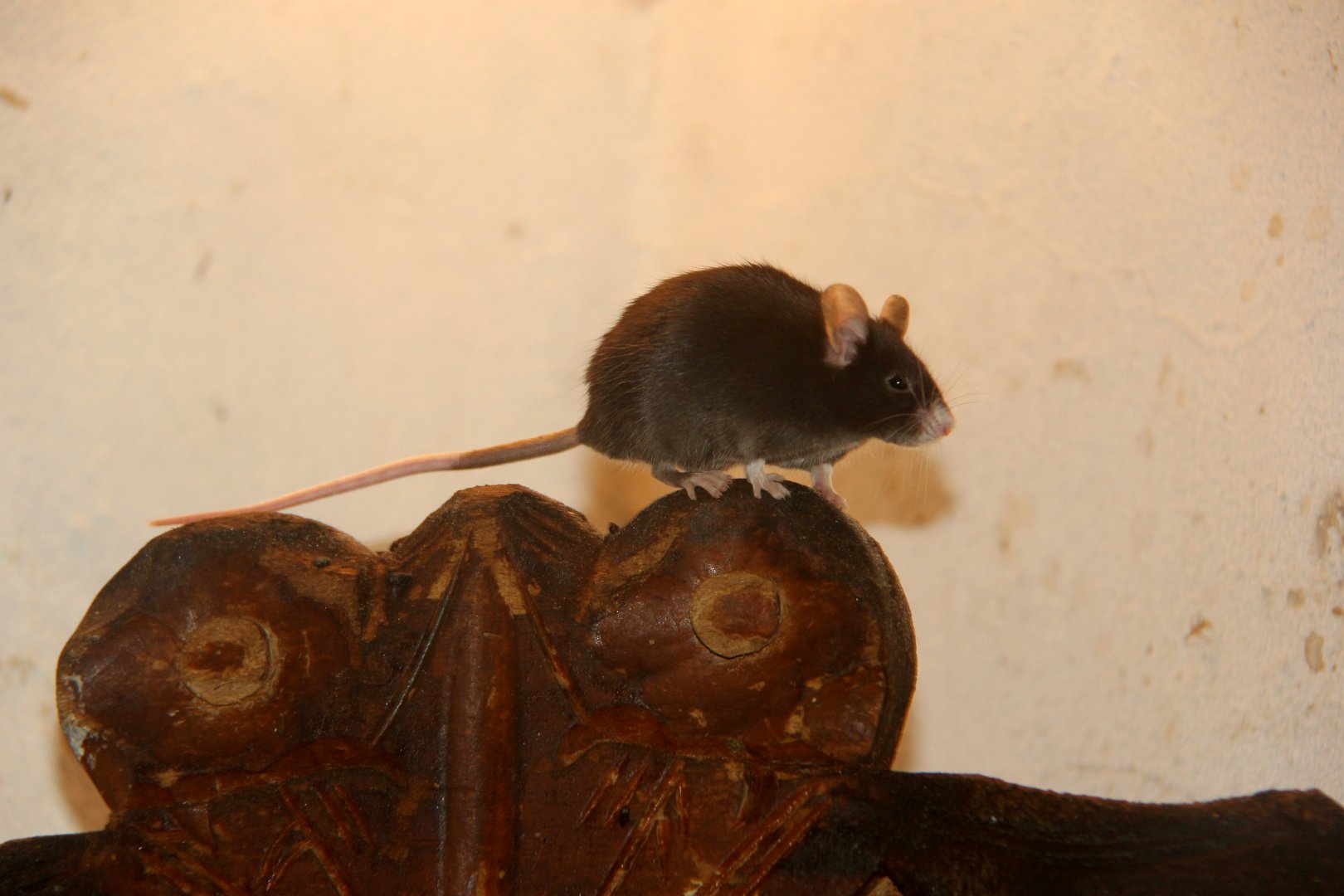 Roof Rat (Rattus rattus)