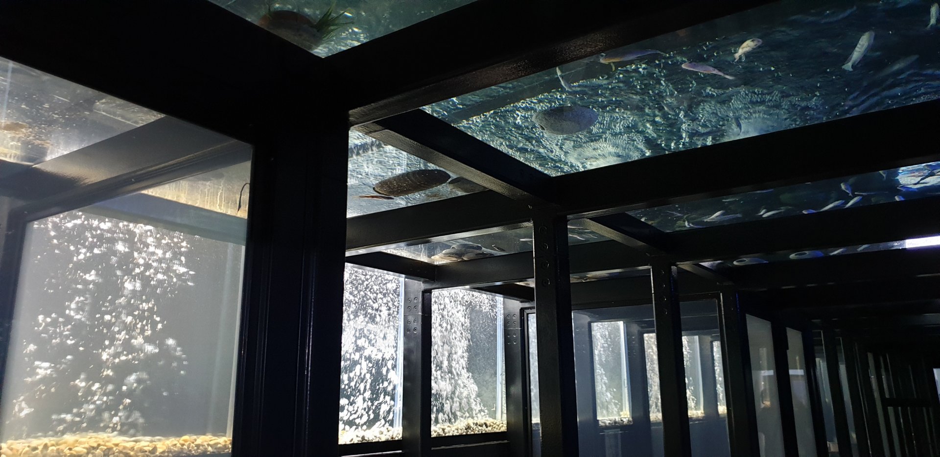 Roof with living fish at the Mens toilet