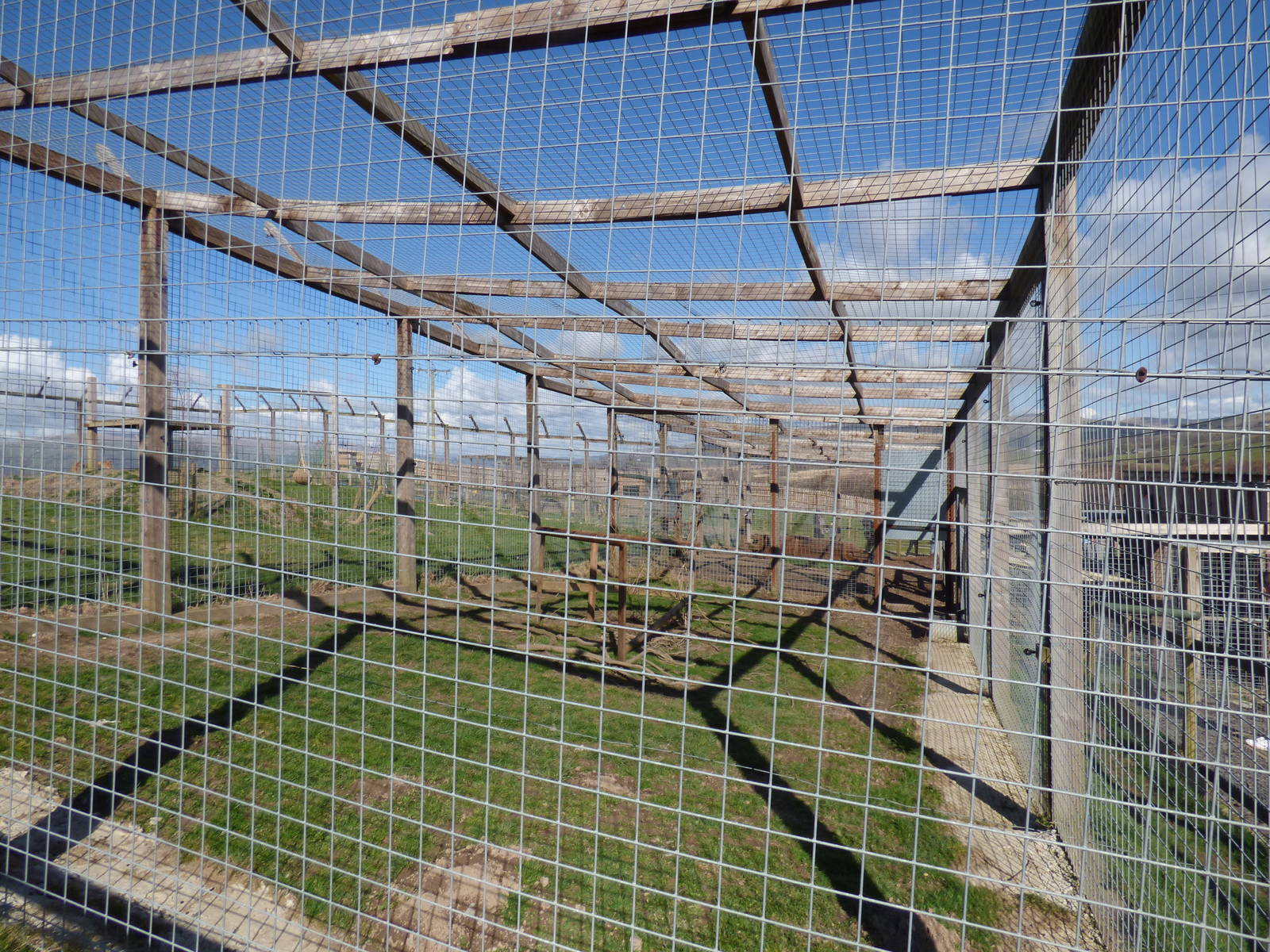 Roofed Lion Enclosure in Extension