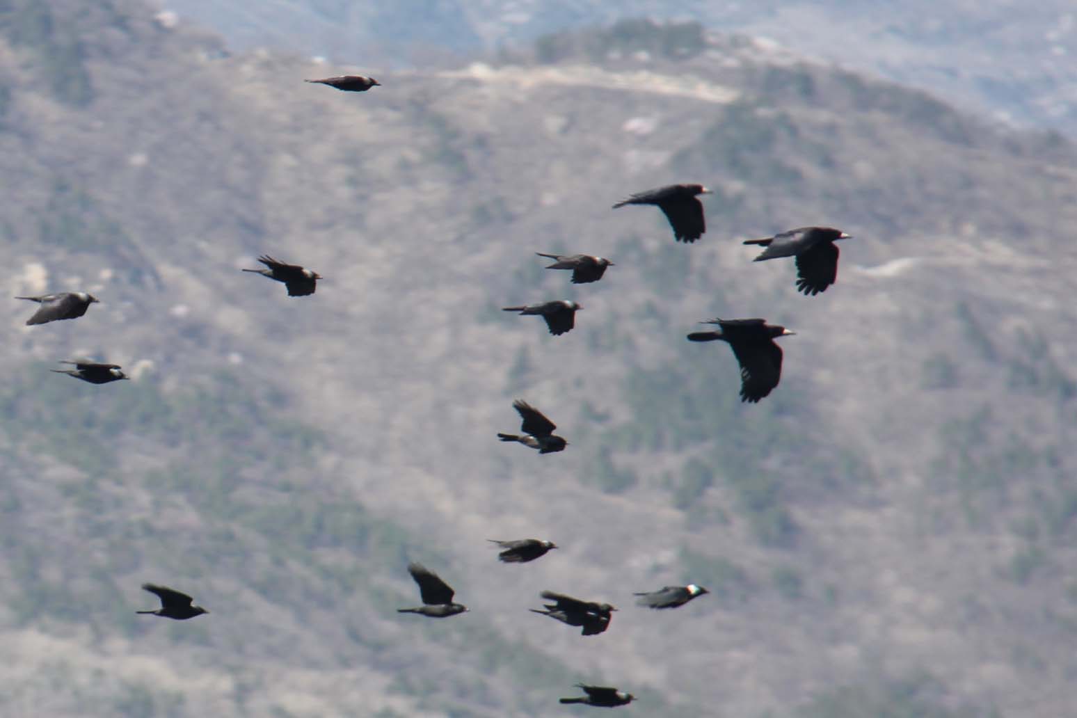 Rook and Daurian jackdaw