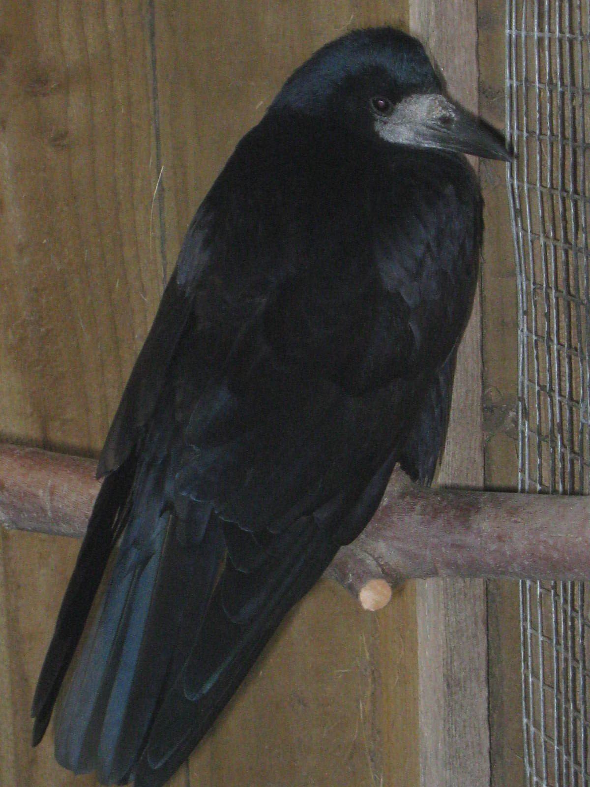 rook (Corvus frugilegus)