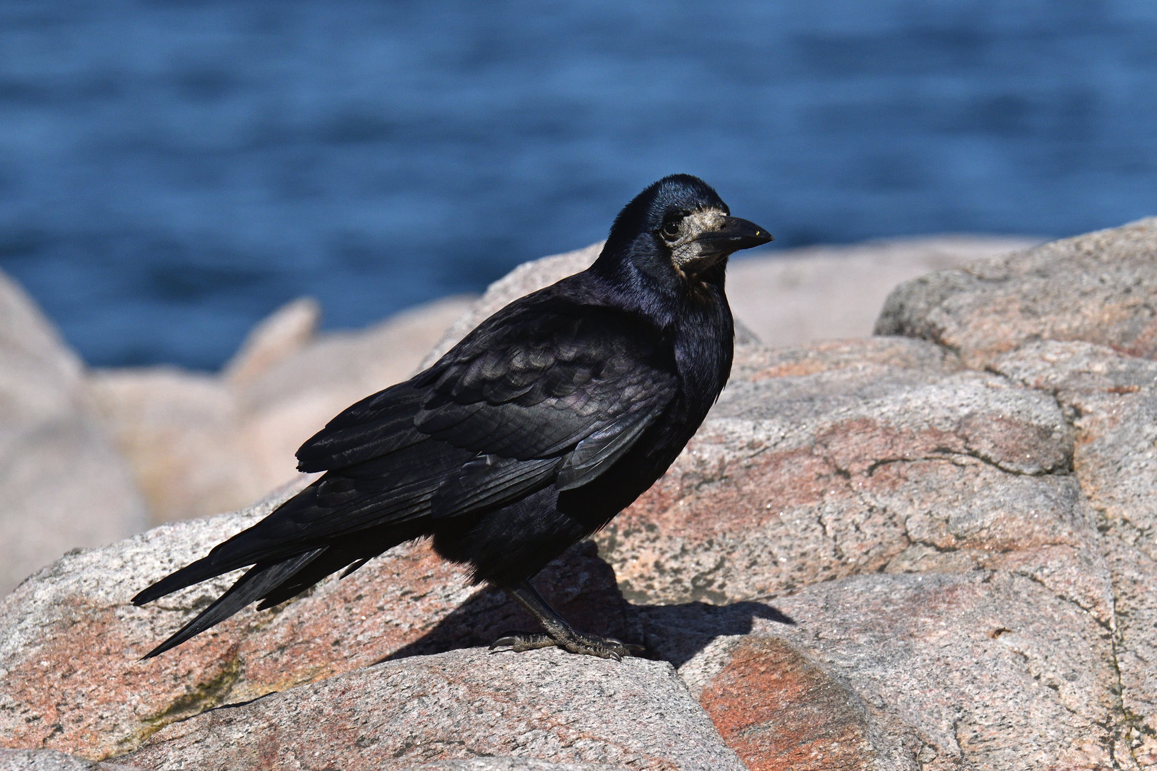 Rook Corvus frugilegus