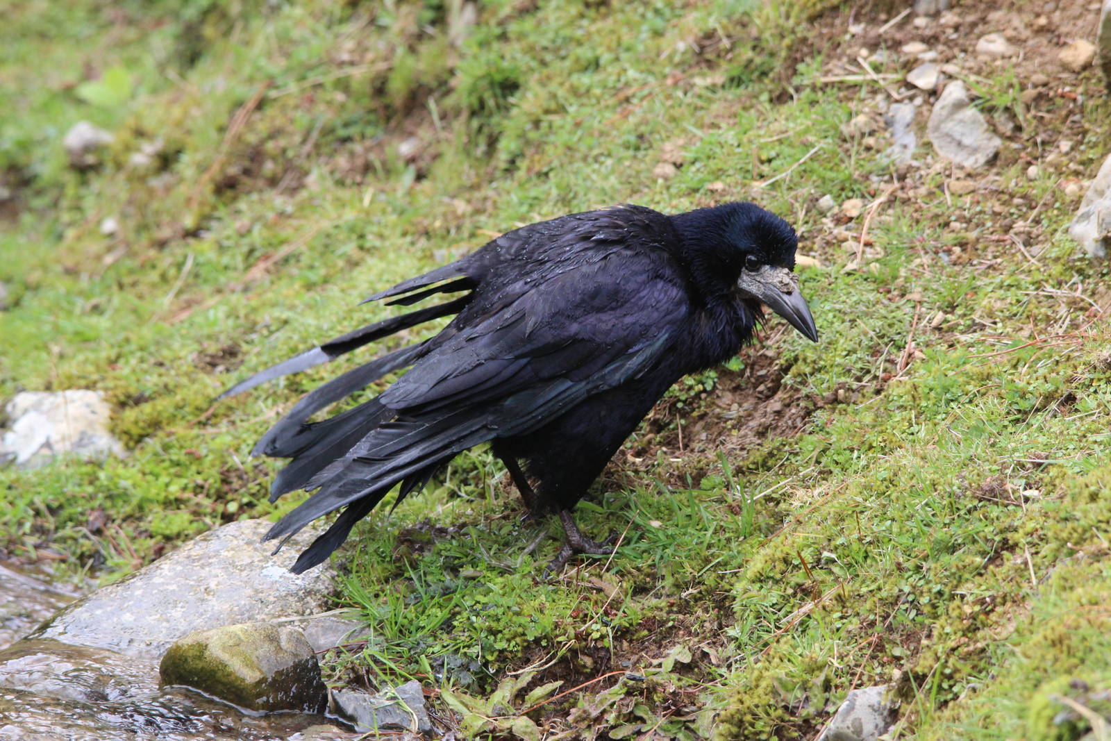 Rook, Staglands