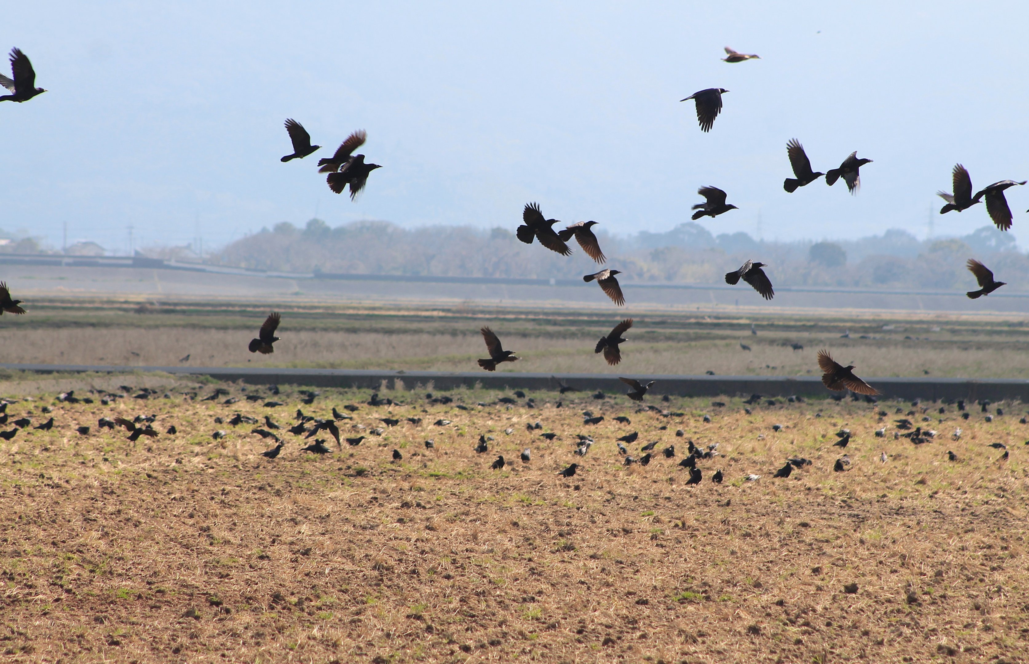 Rooks (Corvus frugilegus)