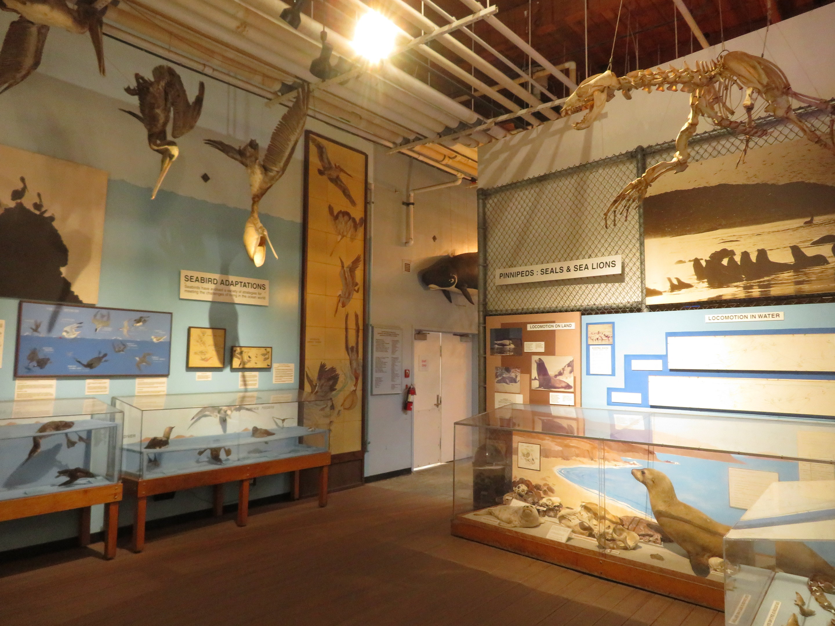 Room of Animal Models & Taxidermy