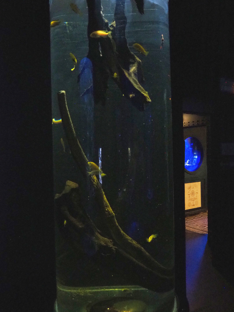 Room with cylinder tanks - African cichlid tank, 2022-09-14