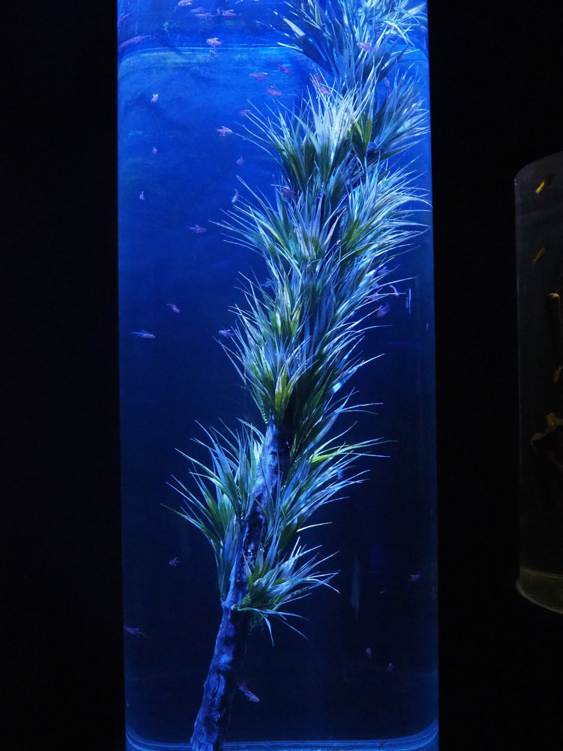 Room with cylinder tanks - Buenos Aires tetra tank, 2022-09-14