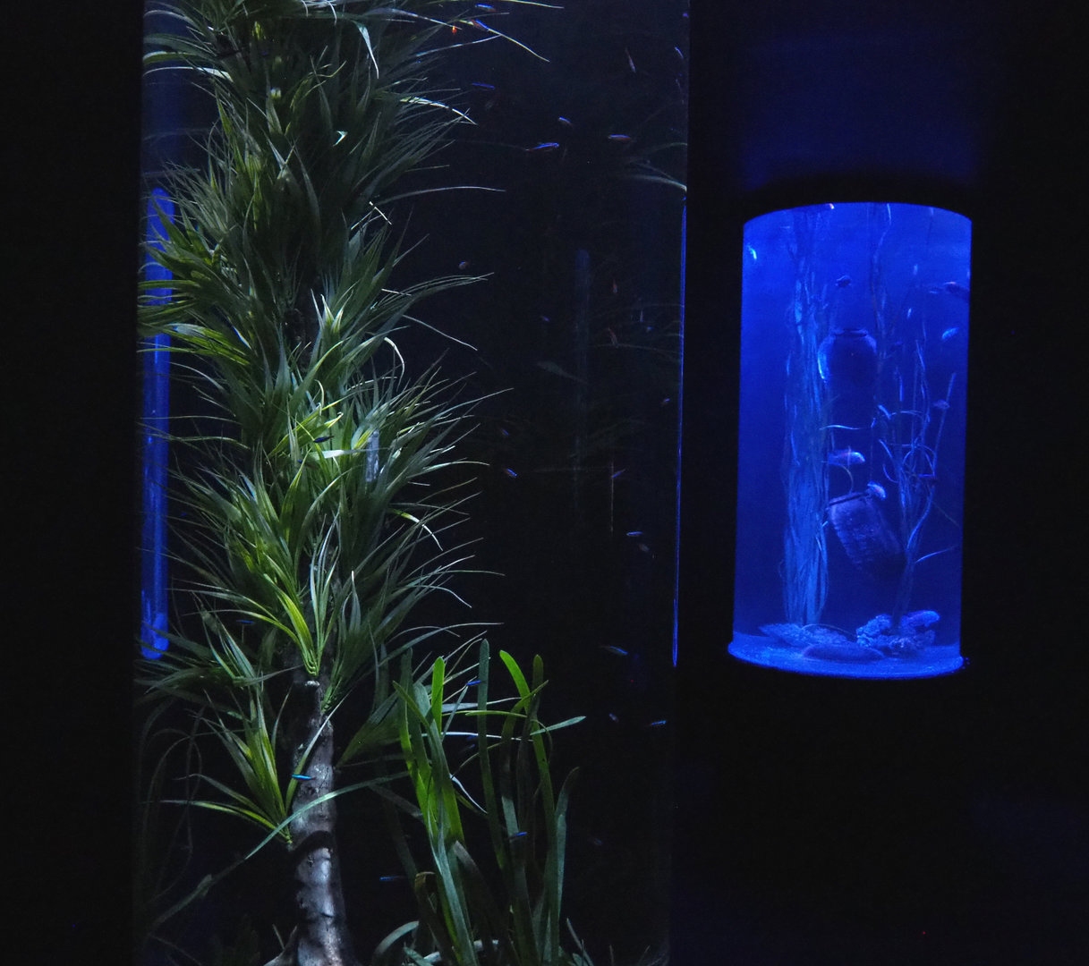 Room with cylinder tanks - Cardinal tetra and African cichlid tanks, 2022-09-14