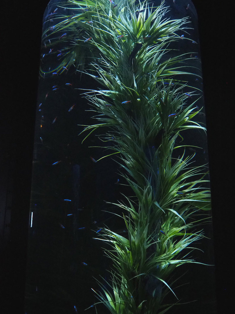 Room with cylinder tanks - Cardinal tetra tank, 2022-09-14