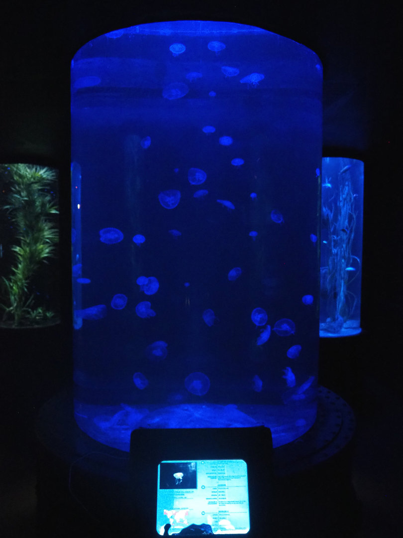 Room with cylinder tanks - Moon jellyfish tank, 2022-09-14