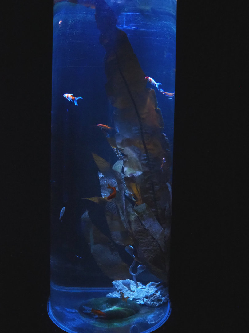 Room with cylinder tanks - Weird goldfish tank with fake kelp, 2022-09-14