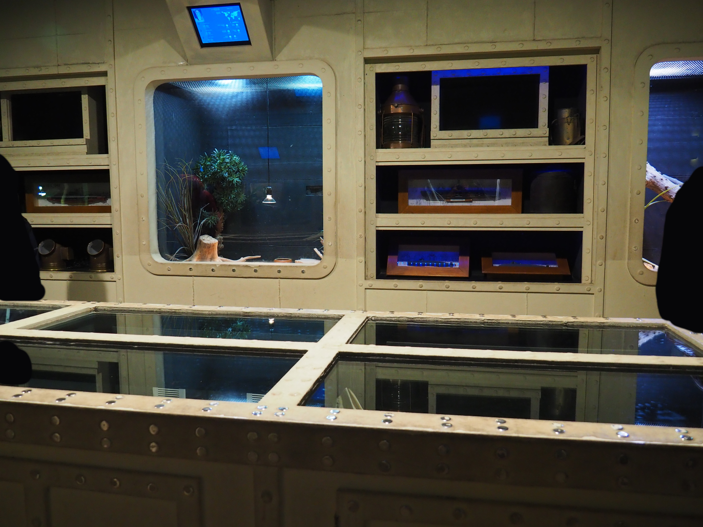 Room with reptile and amphibian terrariums in the Mersus Emergo, 2019-10-04