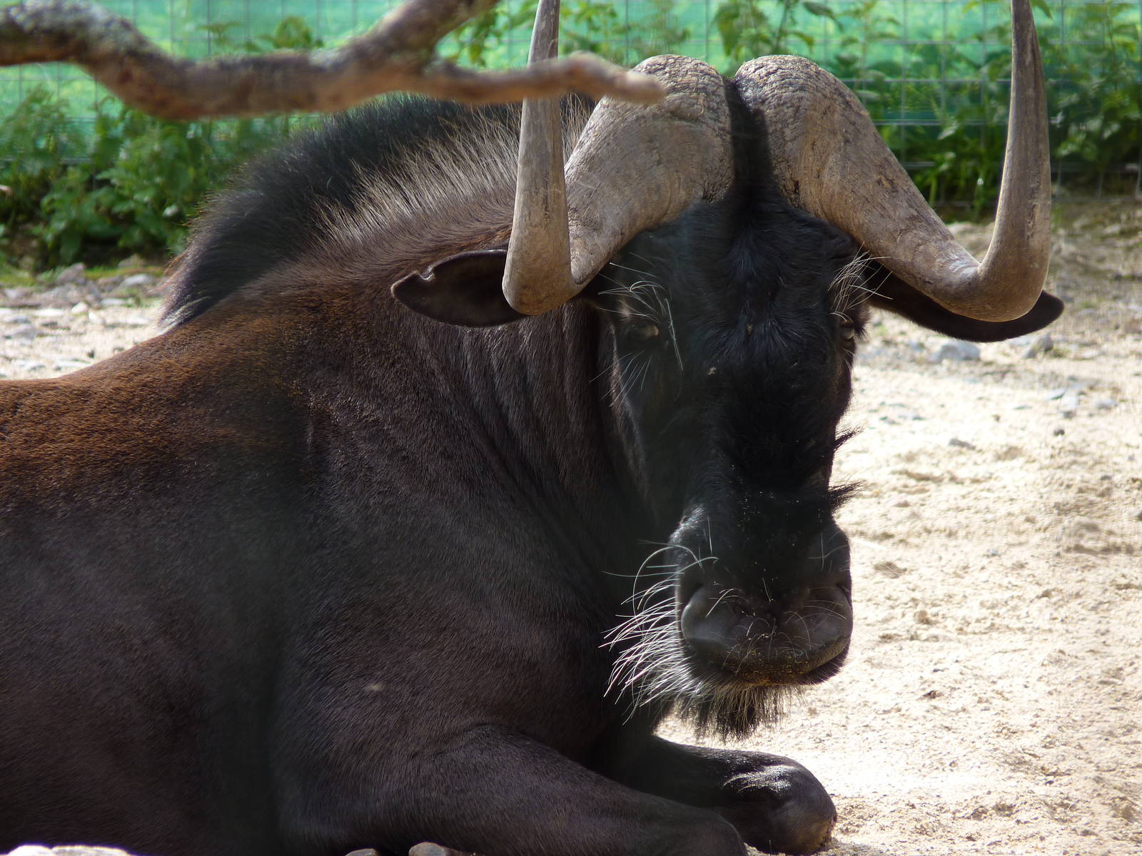 Rooney the Black Wildebeest