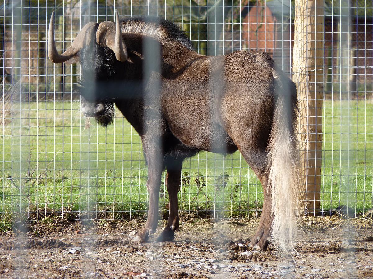 Rooney the Black Wildebeest