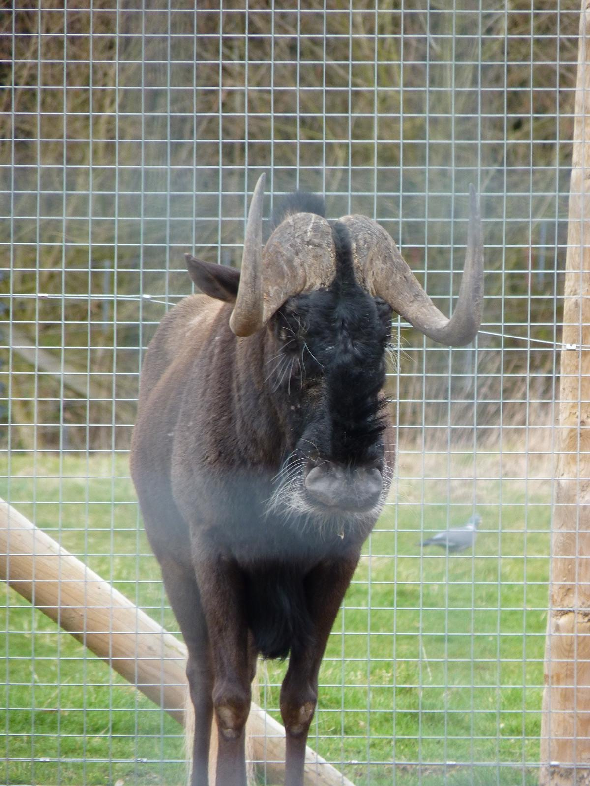 Rooney the Black Wildebeest