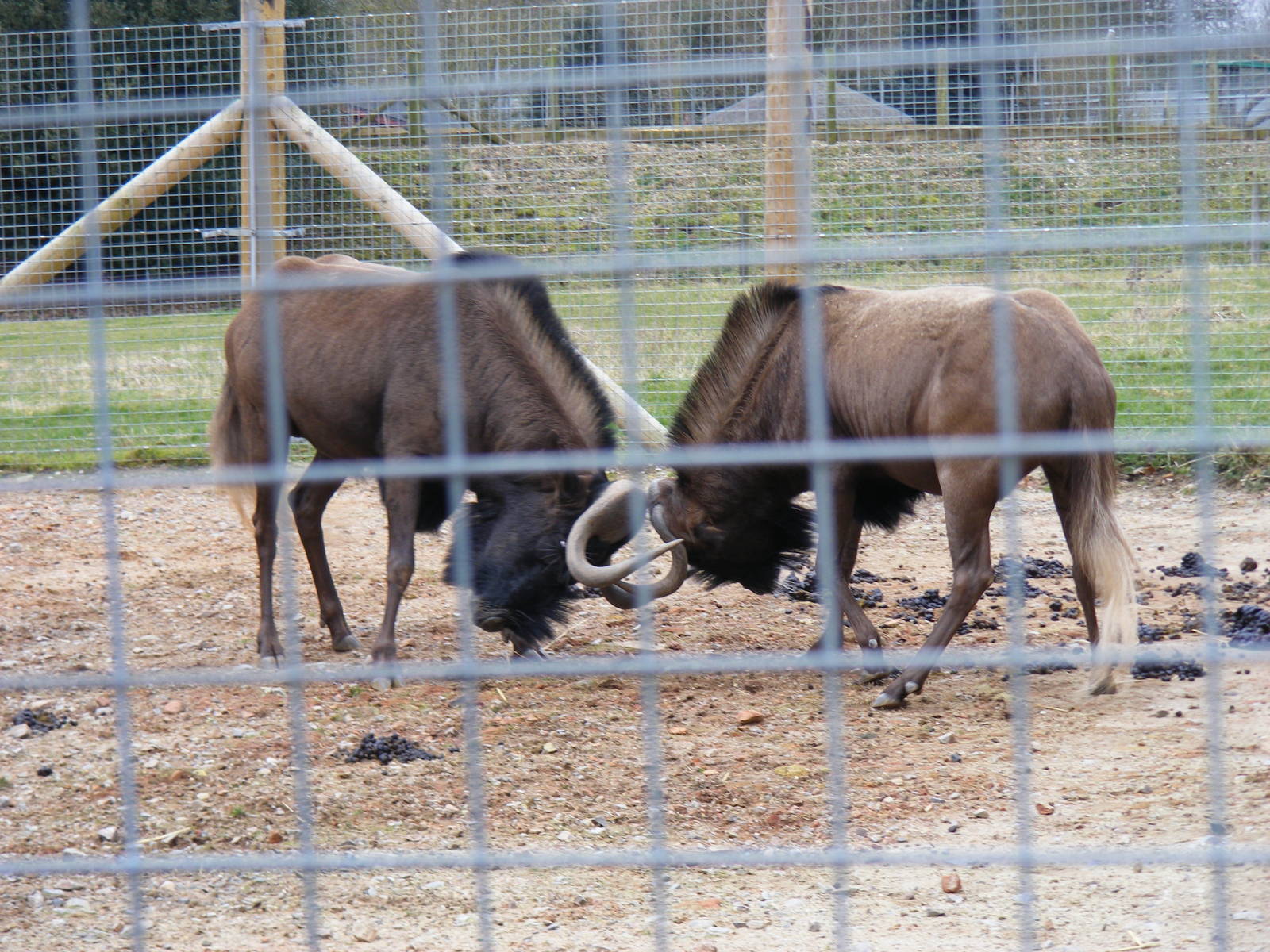 Roony and Orana the black wildebeests (white-tailed gnus) at Marwell Wildli