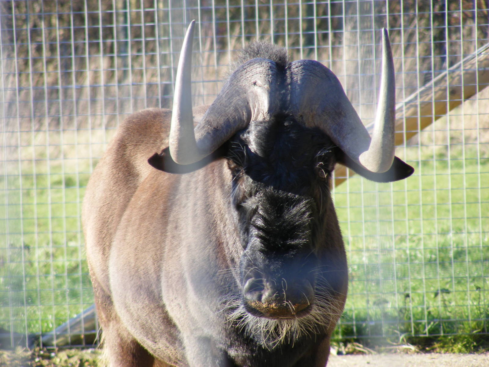 Roony the black wildebeest (white-tailed gnu) at Marwell Wildlife, 3 Januar