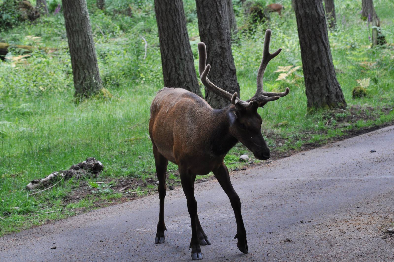 Roosevelt Elk and Columbian Blacktailed Deer