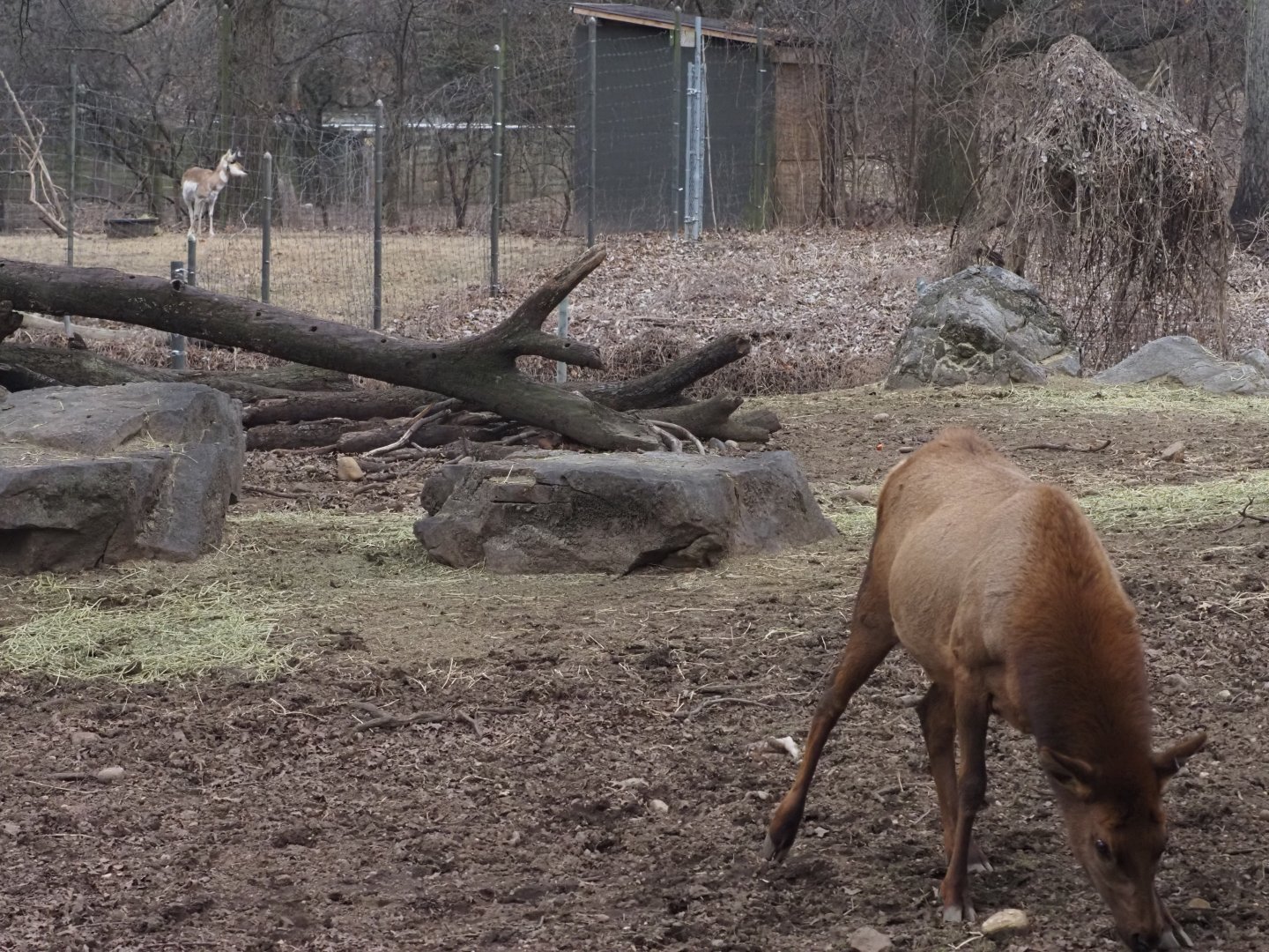 Roosevelt Elk and Pronghorn