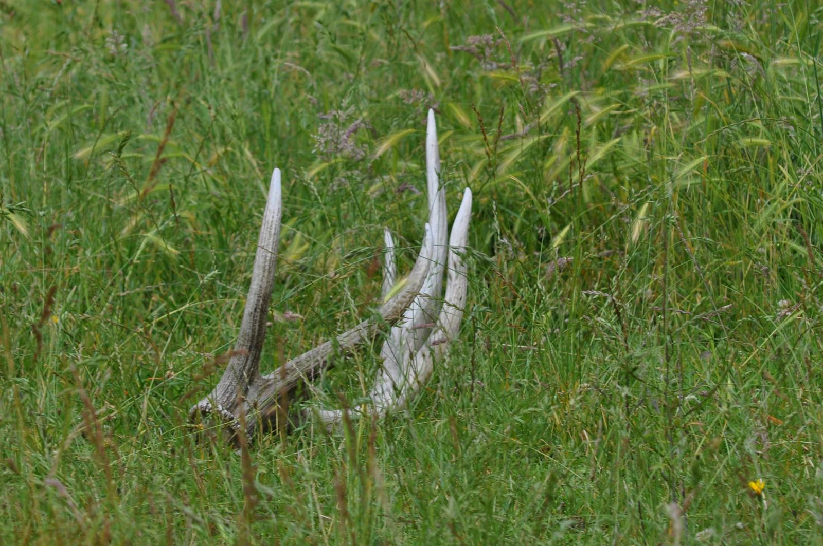 Roosevelt Elk Antler Shed