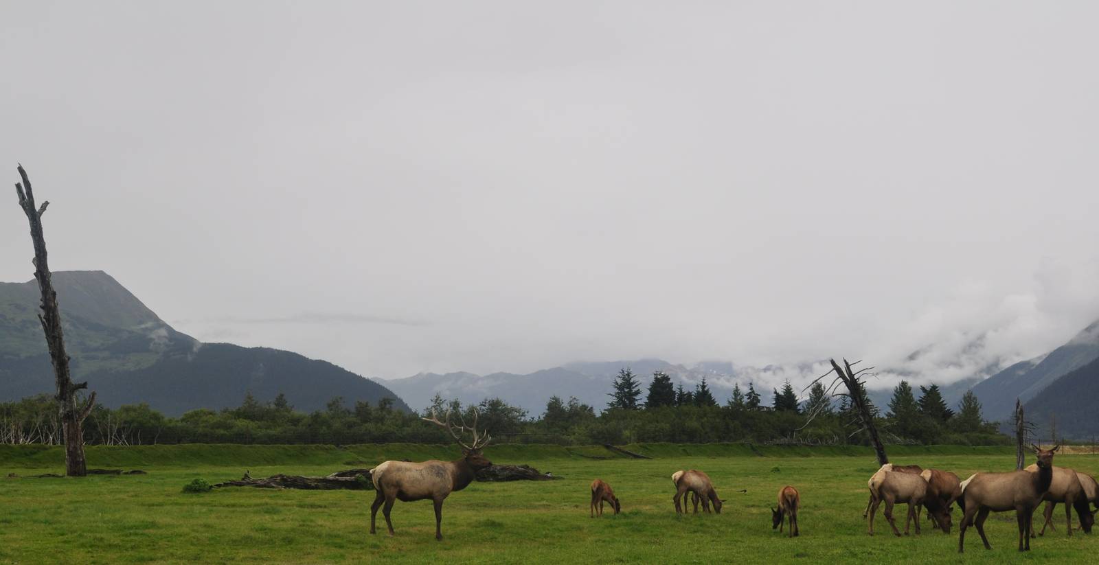 Roosevelt Elk at base of Turnagain Pass - AWCC