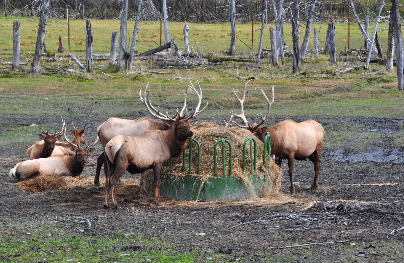 Roosevelt Elk - Bachelor Bulls.