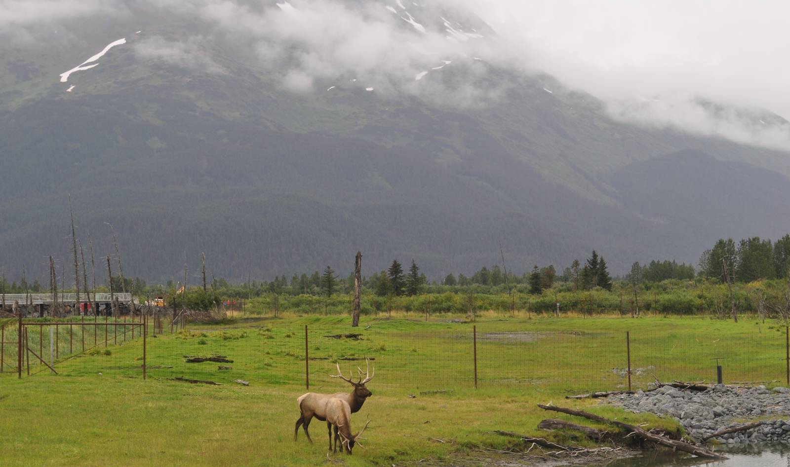 Roosevelt Elk - bachelors separated from main herd