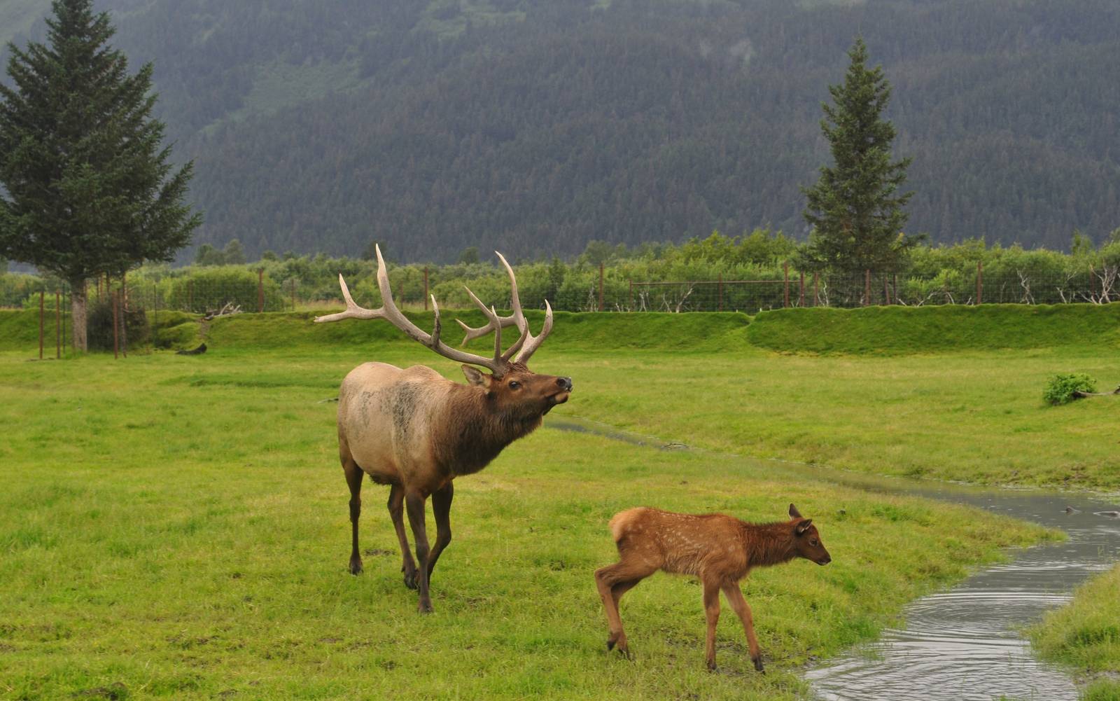 Roosevelt Elk Bull and Calf