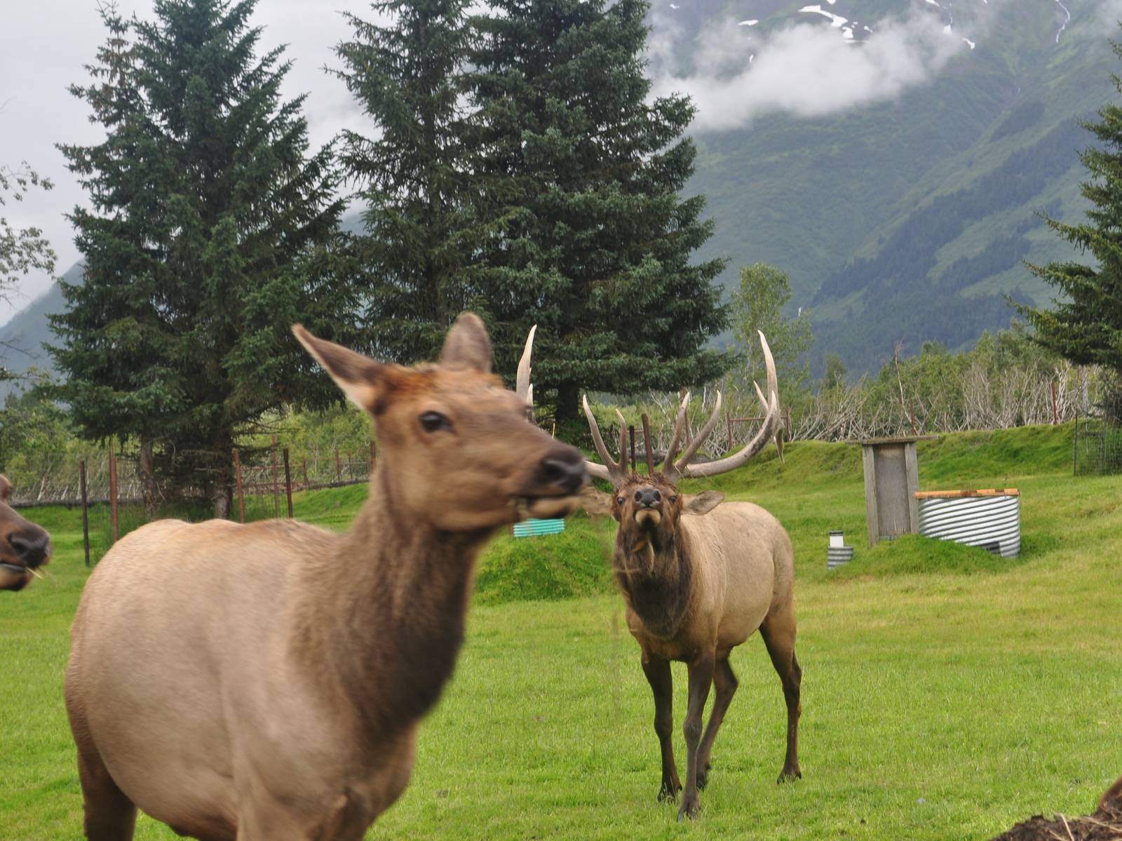 Roosevelt Elk Bull in Rut