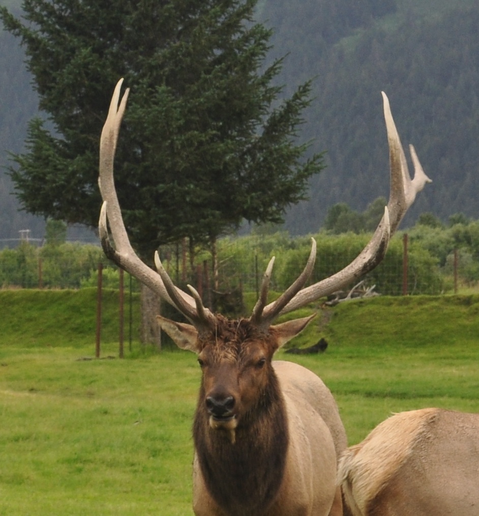 Roosevelt Elk Bull