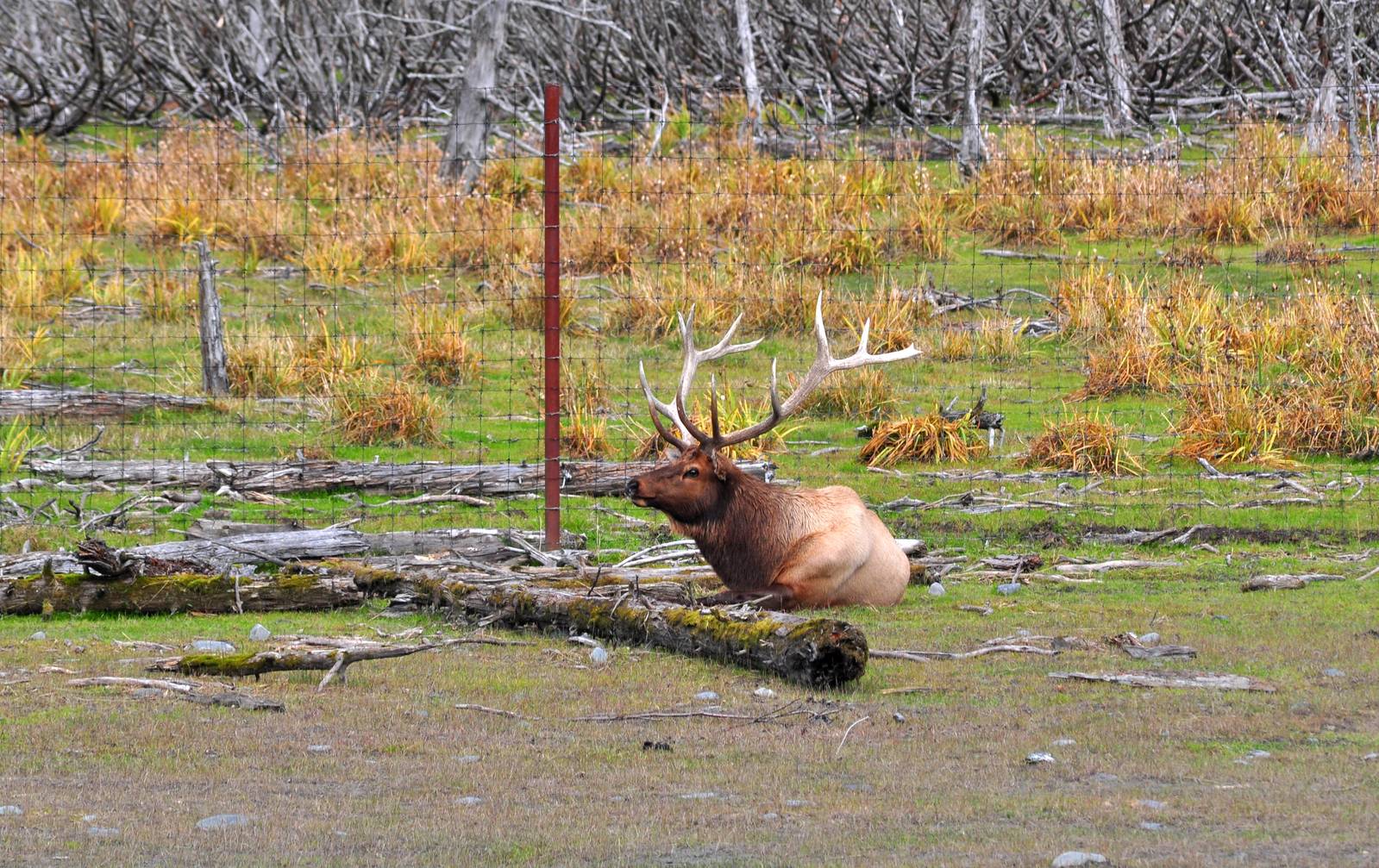 Roosevelt Elk Bull