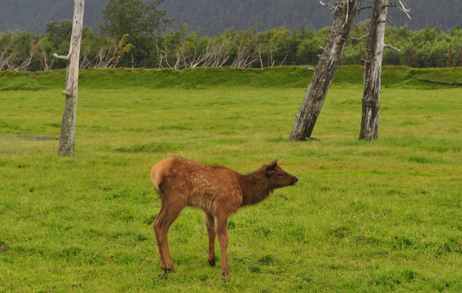Roosevelt Elk Calf