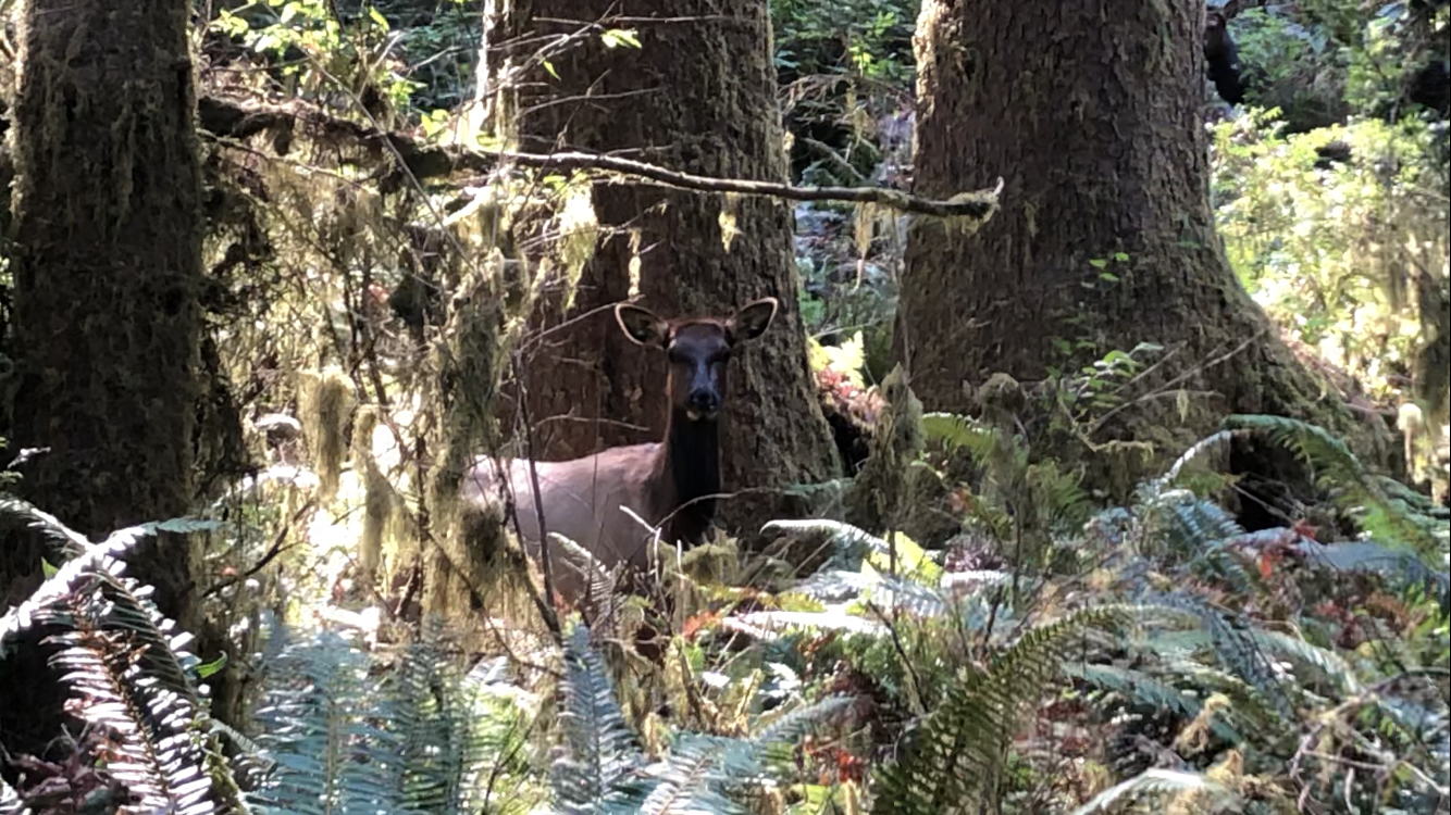 Roosevelt elk, Cervus canadensis roosevelti