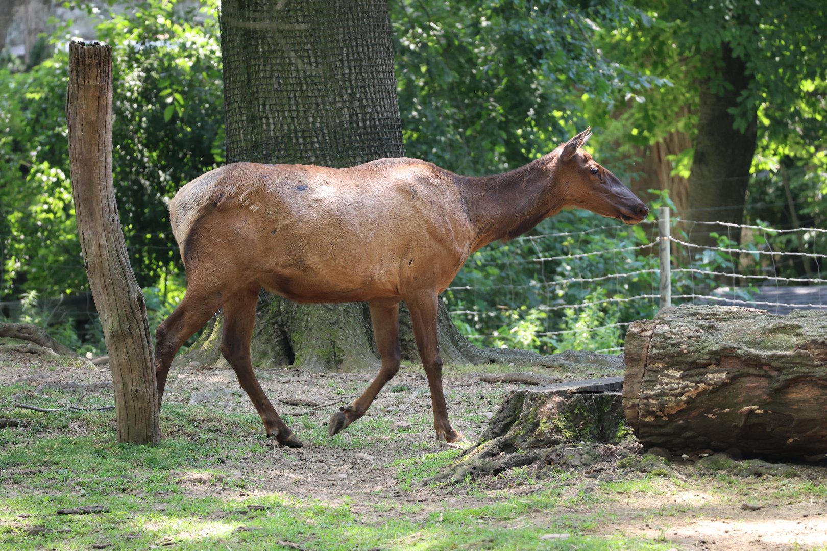 Roosevelt elk (Cervus canadensis roosevelti)