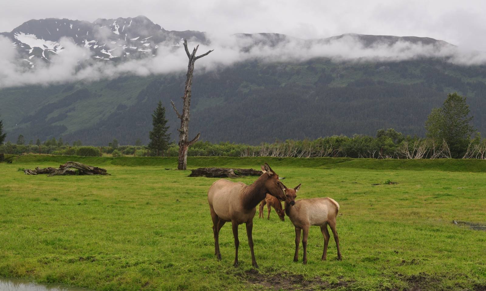 Roosevelt Elk Cow and Calf