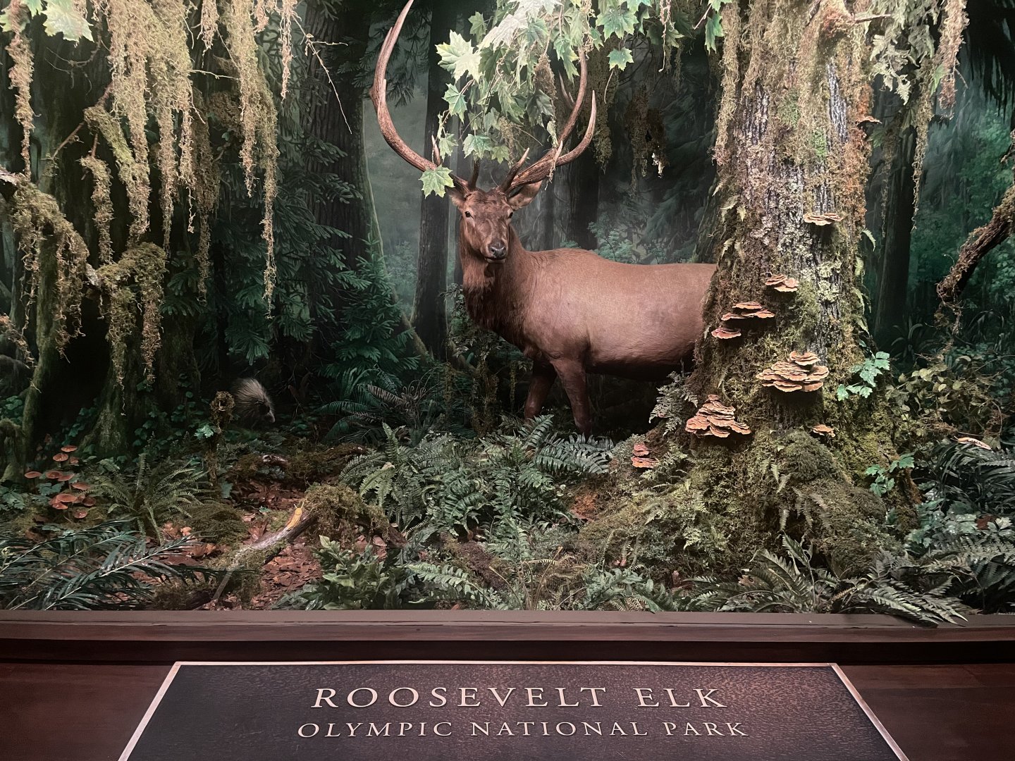 Roosevelt Elk Diorama