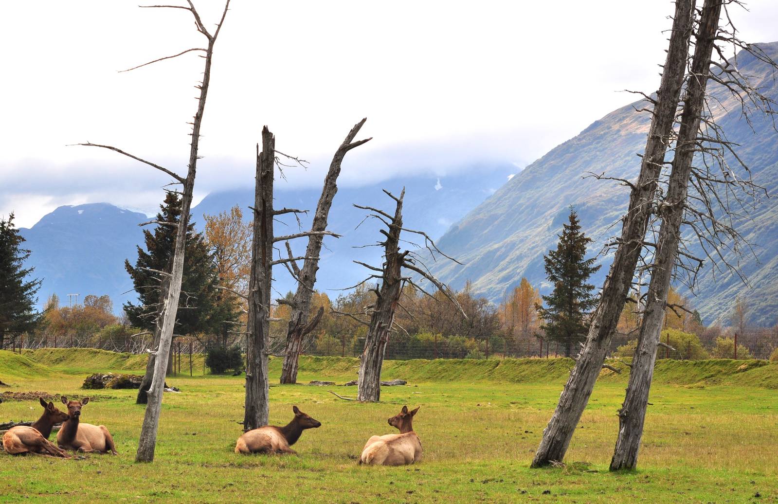 Roosevelt Elk Enclosure