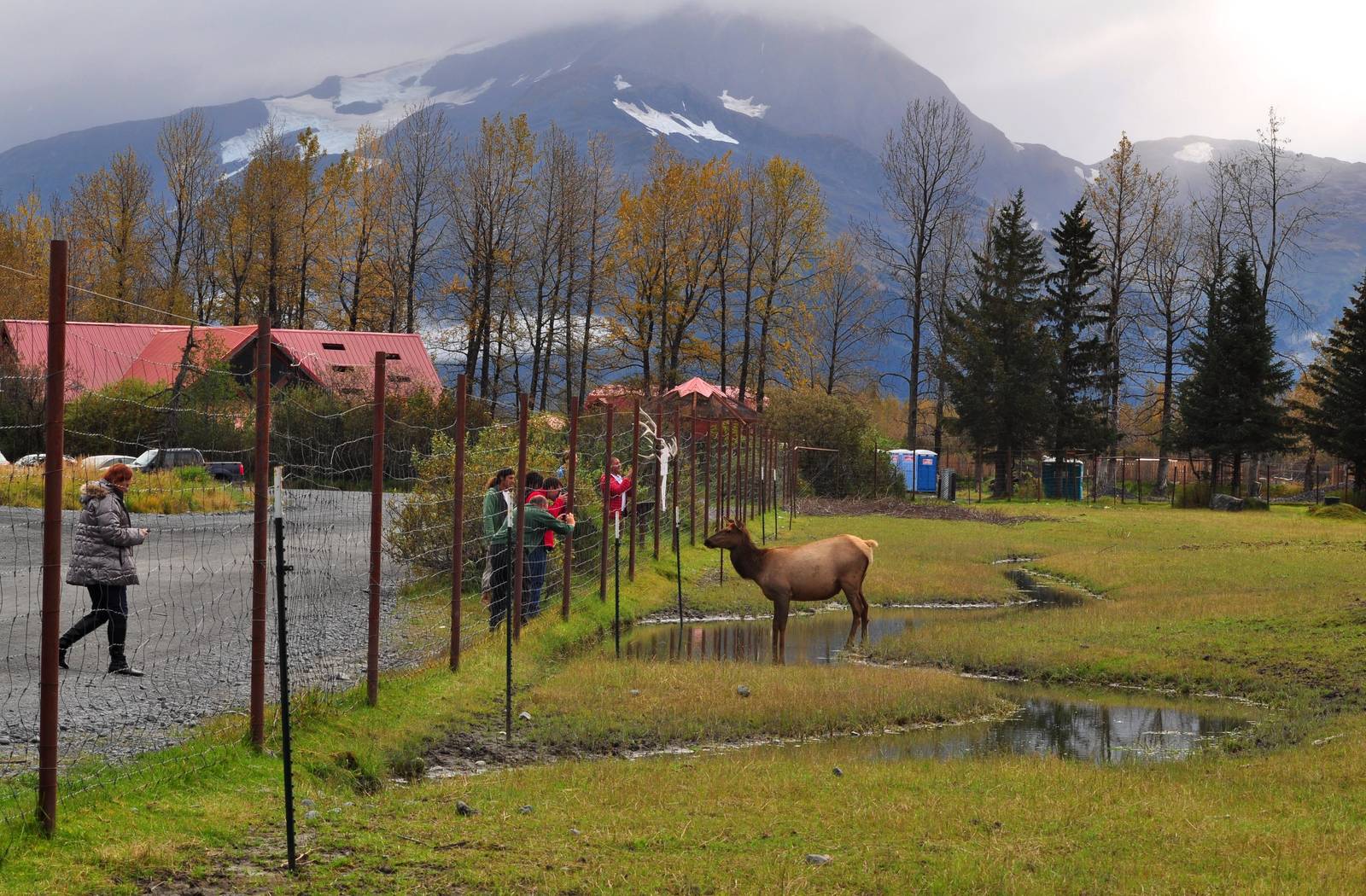 Roosevelt Elk Enclosure