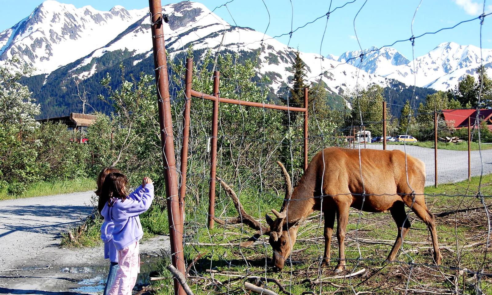 Roosevelt Elk Exhibit and Guests