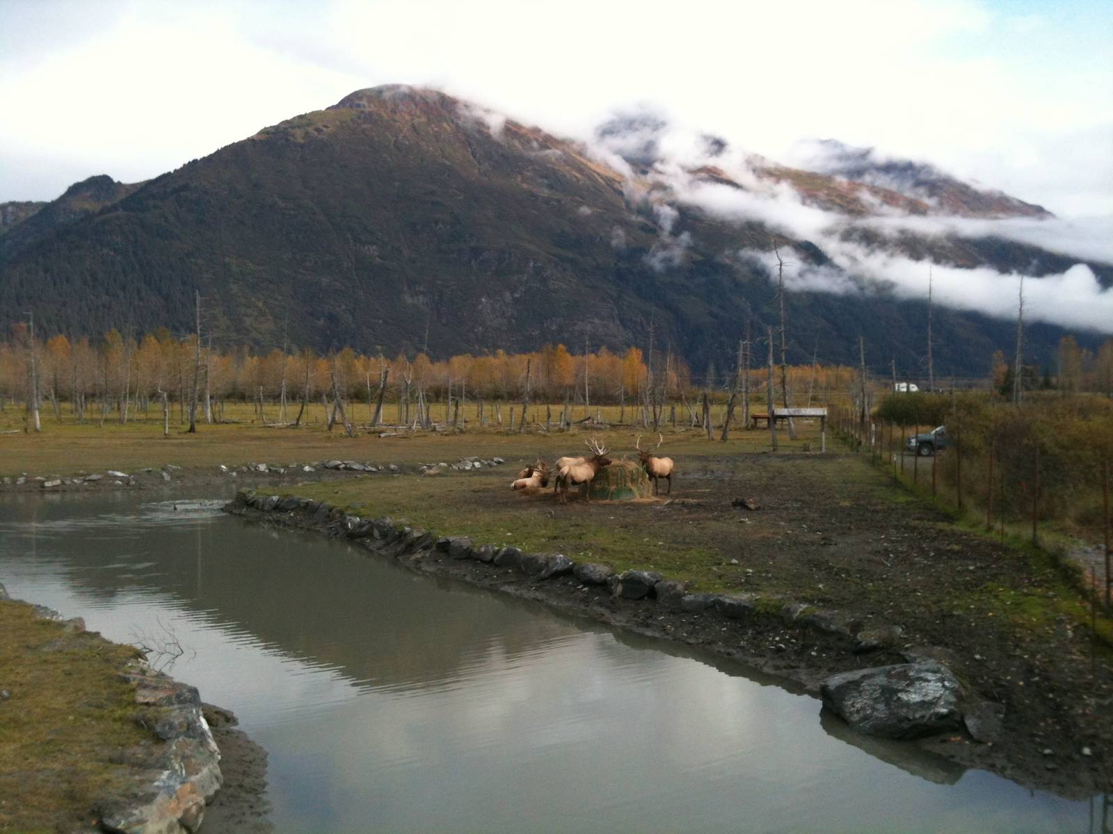 Roosevelt Elk Exhibit - Bachelor Bulls