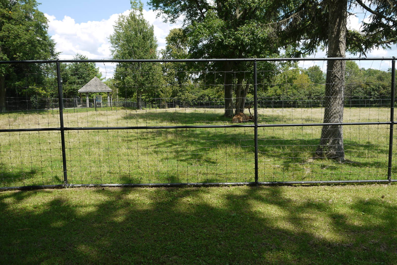 Roosevelt Elk exhibit