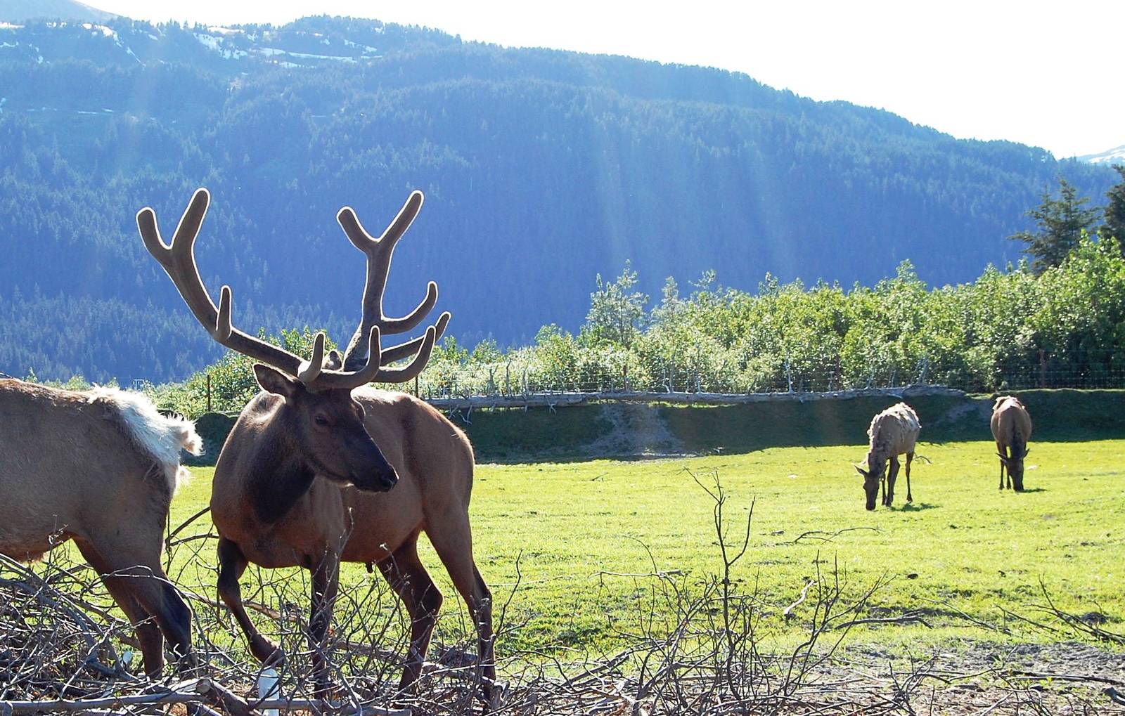 Roosevelt Elk Exhibit