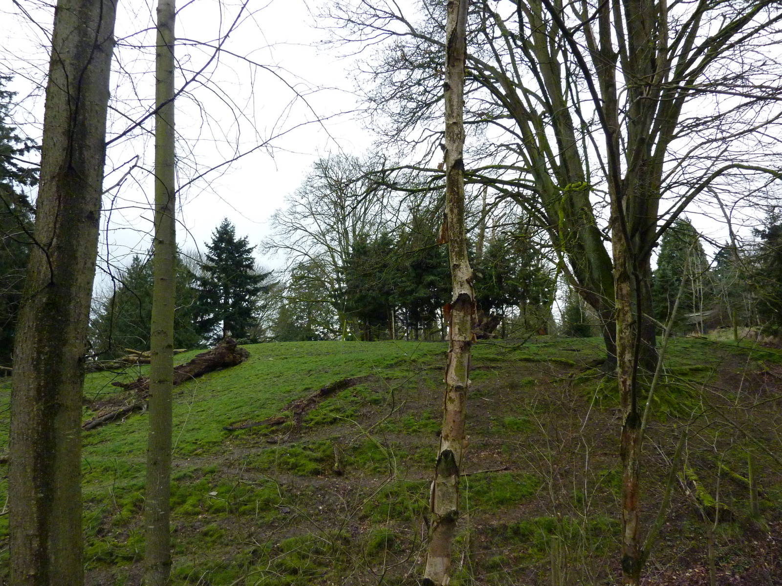 Roosevelt Elk Exhibit