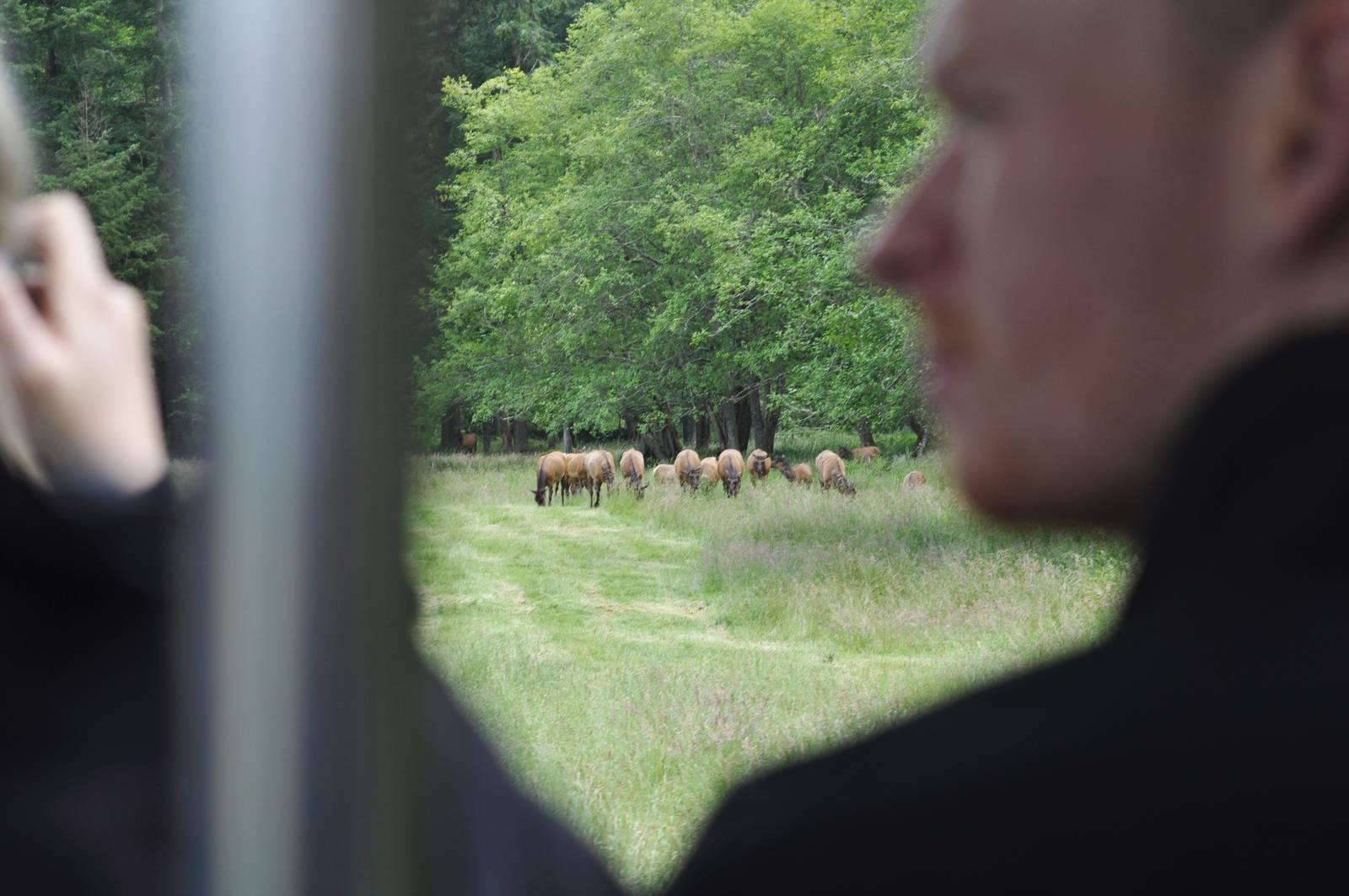 Roosevelt Elk from the Tram.