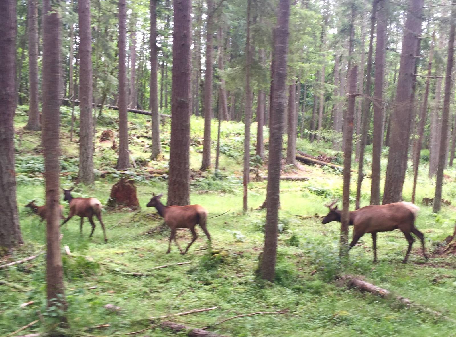 Roosevelt Elk in free-roaming area