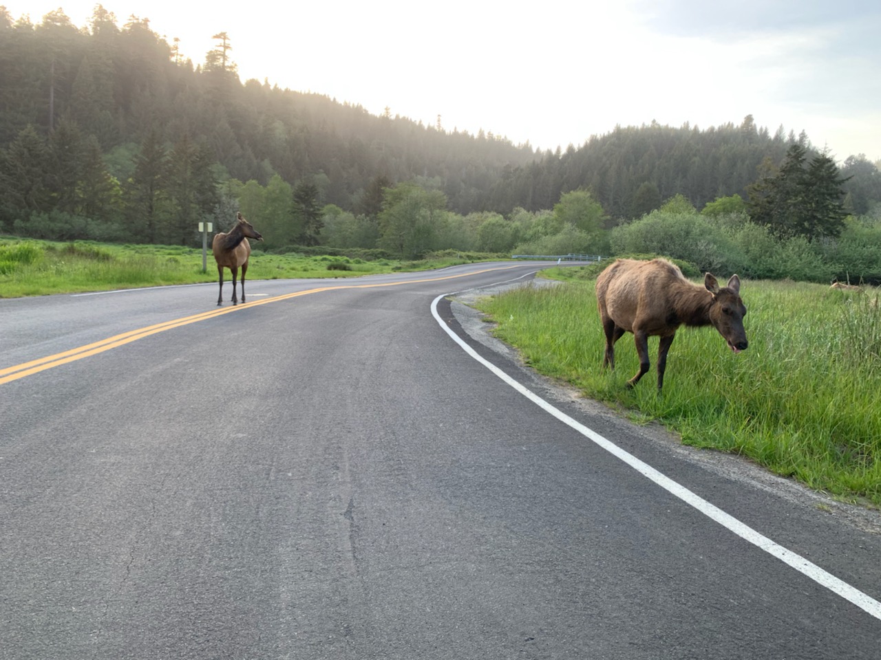 Roosevelt elk in Orick, CA